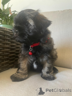 Photo №4. Je vais vendre bichon maltais, shih tzu en ville de Port de l'Alabama. annonce privée - prix - 339€