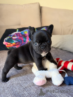 Photo №2 de l'annonce № 169414 de la vente bouledogue - acheter à France éleveur