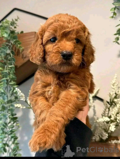 Photo №3. Chiots havanais disponibles pour la reprise. USA