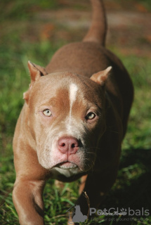 Photos supplémentaires: Chiots tyrans américains