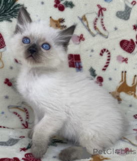 Photo №2 de l'annonce № 176610 de la vente ragdoll - acheter à Australie annonce privée