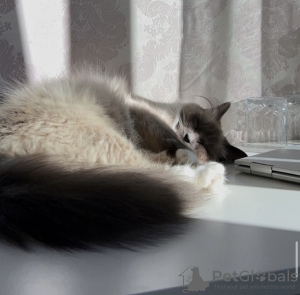 Photo №1. ragdoll - à vendre en ville de Berlin | 600€ | Annonce № 101775