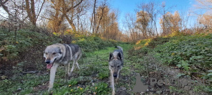 Photos supplémentaires: Chiots chiens-loups tchécoslovaques