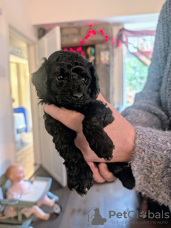 Photo №2 de l'annonce № 133683 de la vente caniche (nain) - acheter à USA annonce privée