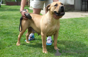 Photo №2 de l'annonce № 110398 de la vente boerboel - acheter à Serbie éleveur