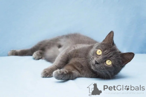 Photo №1.  - à vendre en ville de Москва | Gratuit | Annonce № 138924