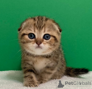 Photo №4. Je vais vendre ragdoll en ville de Biélorussie.  - prix - négocié