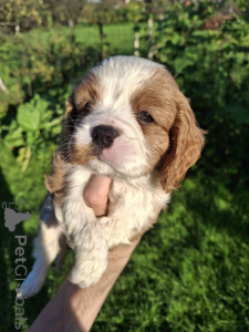Photo №3. Chiots Cavalier King Charles Spaniel idéaux.. La Lettonie