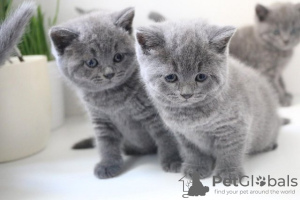 Photo №3. Chatons bleus British shorthair. Allemagne