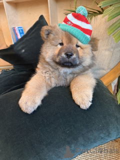 Photo №2 de l'annonce № 159382 de la vente chow-chow - acheter à USA annonce privée