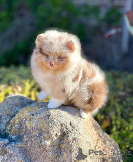 Photo №2 de l'annonce № 132038 de la vente spitz nain - acheter à Estonie éleveur