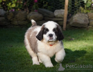 Photo №1. saint-bernard - à vendre en ville de Stockholm | négocié | Annonce №96320