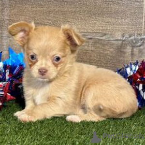 Photo №3. Rencontrez Kelsie Tiny Chihuahua Puppy avec une grande personnalité. Allemagne