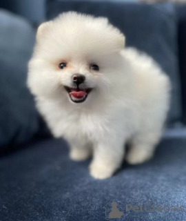 Photo №2 de l'annonce № 139207 de la vente spitz nain - acheter à Fédération de Russie annonce privée, éleveur