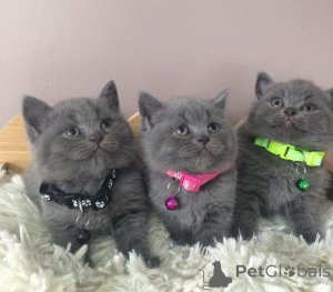 Photo №1. british shorthair - à vendre en ville de Ansbach | négocié | Annonce № 160695