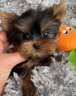 Photo №2 de l'annonce № 42918 de la vente yorkshire terrier - acheter à Allemagne annonce privée