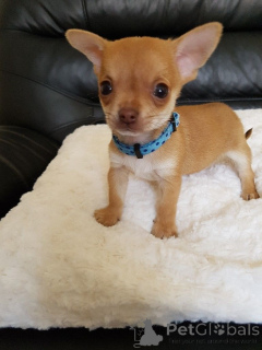 Photo №1. chihuahua - à vendre en ville de Toronto | 727€ | Annonce №162860