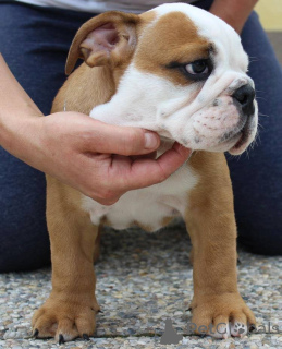 Photo №1.  - à vendre en ville de Pobierowo | Gratuit | Annonce №143956