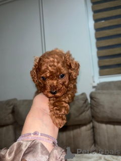 Photo №1. caniche (nain) - à vendre en ville de Belgrade | négocié | Annonce №168845
