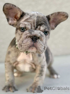 Photo №2 de l'annonce № 143780 de la vente bouledogue - acheter à USA annonce privée, éleveur