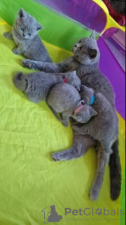 Photo №1. british shorthair - à vendre en ville de Дортмунд | 400€ | Annonce № 121294