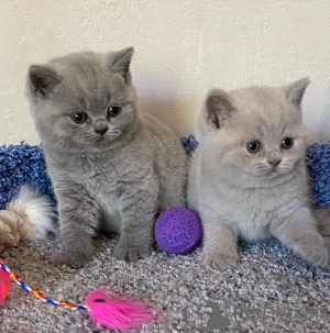 Photo №1. british shorthair - à vendre en ville de Luxembourg | 400€ | Annonce № 173187