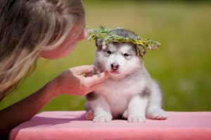 Photo №2 de l'annonce № 7075 de la vente chien bâtard - acheter à Fédération de Russie éleveur