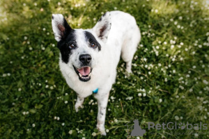 Photo №1. chien bâtard - à vendre en ville de Москва | Gratuit | Annonce №105981