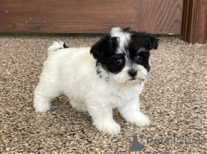 Photo №1. bichon havanais - à vendre en ville de Grenade | négocié | Annonce №175882