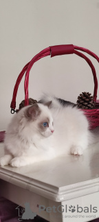 Photo №4. Je vais vendre ragdoll en ville de Стамбул. éleveur - prix - 1250€