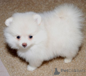 Photo №1.  - à vendre en ville de Berlin | 300€ | Annonce №143873