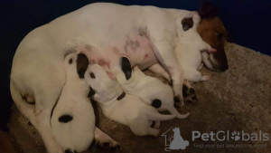 Photo №3. Magnifiques chiots Jack Russell,. Irlande