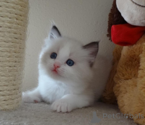 Photo №2 de l'annonce № 174620 de la vente ragdoll - acheter à La finlande 