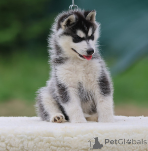 Photo №3. Husky sibérien disponible à céder. France