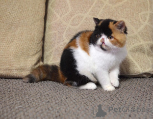 Photo №1. persan - à vendre en ville de Berlin | négocié | Annonce № 165336