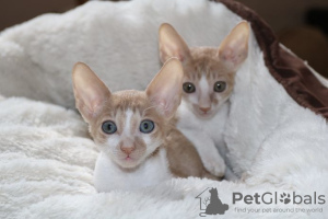 Photo №2 de l'annonce № 129444 de la vente cornish rex - acheter à La finlande annonce privée