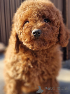 Photo №2 de l'annonce № 137238 de la vente caniche (jouet) - acheter à Ukraine annonce privée, de l'abri, éleveur