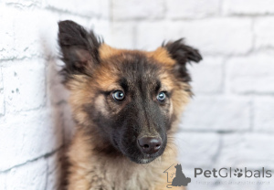 Photo №3. Michelle est une petite ourse active entre de bonnes mains attentionnées !. Fédération de Russie