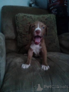 Photo №3. Re-homing mon nom américain Pitbull Terrier de 3 mois Murphy. Allemagne