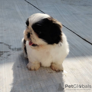 Photo №3. Adorables chiots Shih Tzu mâles et femelles. USA