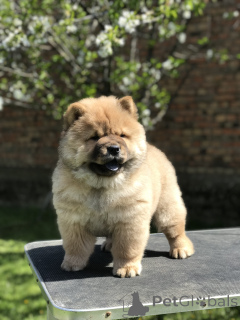 Photo №3. Chow Chow Chuppies à vendre! Štenci na prodaju!. Serbie