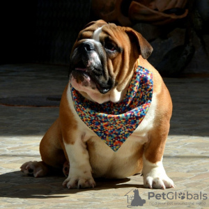 Photo №2 de l'annonce № 99084 de la vente bulldog anglais - acheter à Serbie éleveur