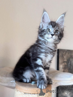 Photo №3. Les chatons Maine Coon expliqués traits, tempérament et croissance. Allemagne