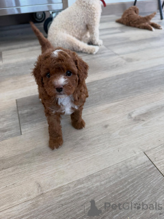 Photo №4. Je vais vendre chien bâtard en ville de Berlin. éleveur - prix - négocié