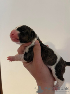 Photo №3. chiots bull terrier a vendre. Fédération de Russie