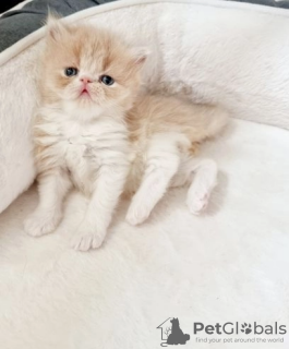 Photo №4. Je vais vendre persan en ville de Indian Rocks Beach.  - prix - 379€