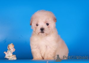 Photos supplémentaires: Maltipoo F1 chiots filles mini