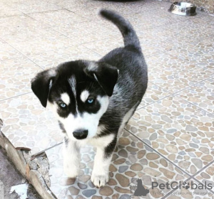 Photo №2 de l'annonce № 72013 de la vente husky de sibérie - acheter à La finlande annonce privée, éleveur