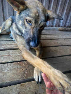 Photo №3. Rencontrez-vous !!! c'est Motya. Fédération de Russie