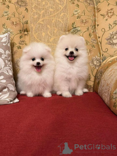 Photo №1. spitz nain - à vendre en ville de Varsovie | Gratuit | Annonce №164057